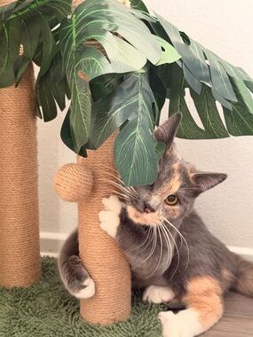 Meet your Posher, MoonsKloset